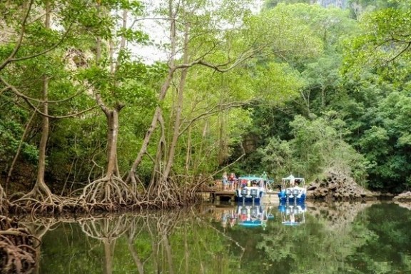 a bridge over a river in a forest