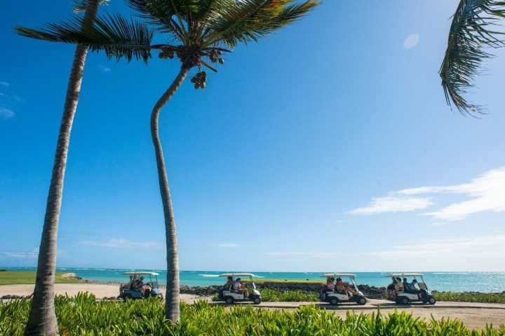 a group of palm trees next to a body of water