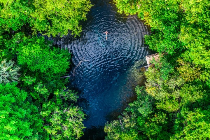 a bird sitting on top of a lush green forest